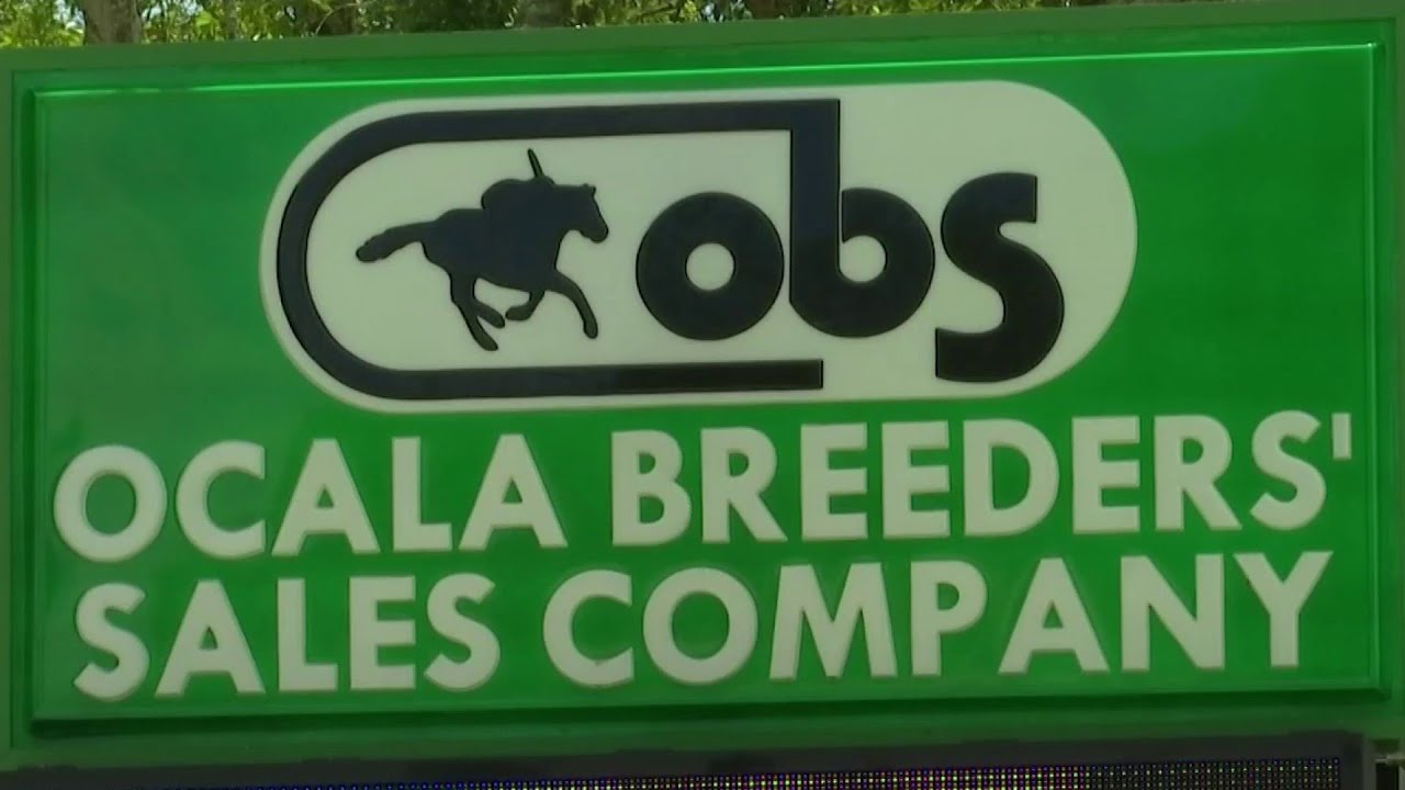 Ocala Breeders&rsquo; spring horse auction breaks sales record with nearly $74 million