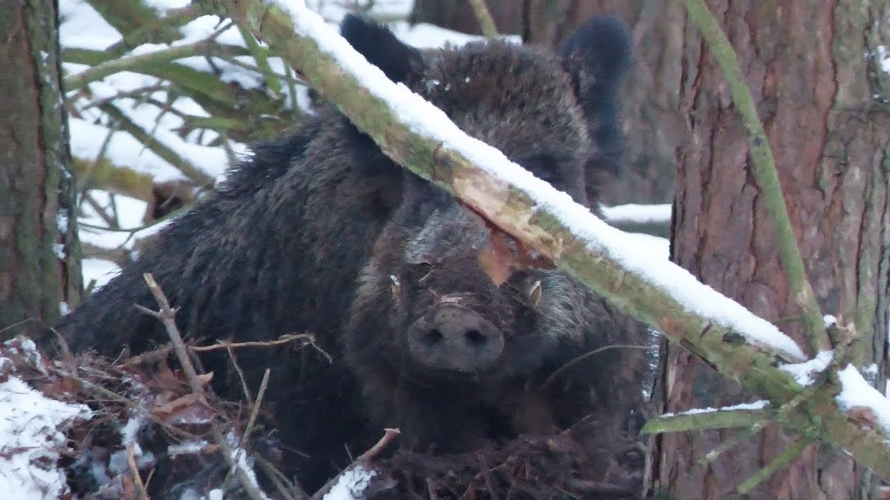 Auge in Auge mit einem Kapitaler Keiler   Eyes eye with a huge boar