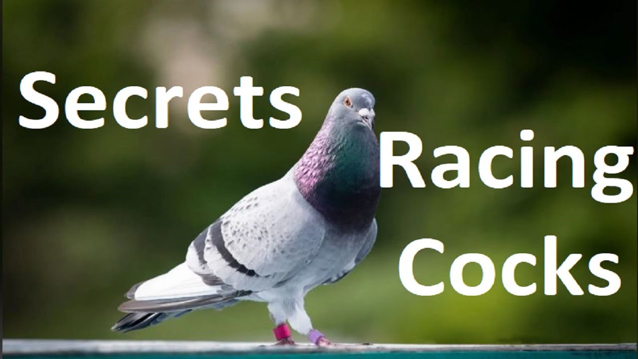 SECRETS TO RACING WIDOWHOOD COCKS!