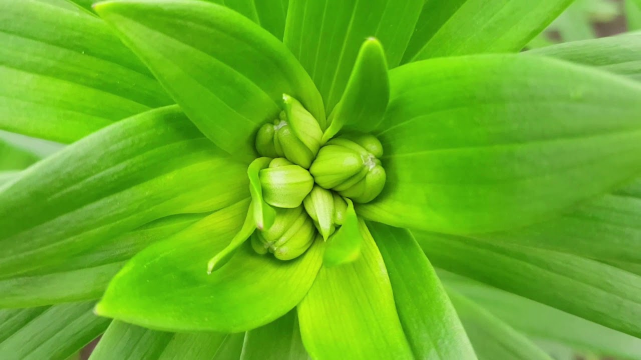 Producción de Lilium