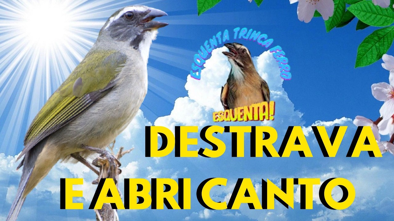 TESTADO Trinca ferro Macheando com Trinca ferro cantando Para Esquentar