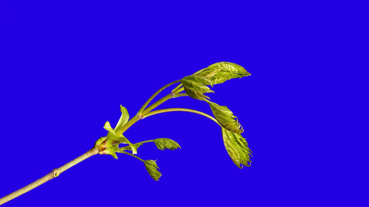 Time lapse Blue screen Green Screen plant bud Leaf sprouting 4k No copyright