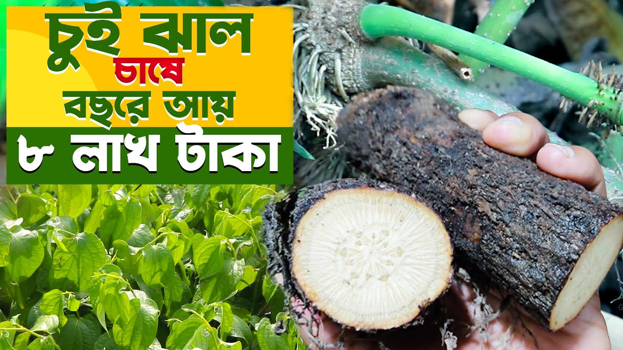 চুই ঝাল চাষে তাক লাগিয়েছে উদ্যোক্তা - বছরে আয় ৮ লাখ টাকা | চুই ঝাল চাষ পদ্ধতি | Chui Jhal Farming