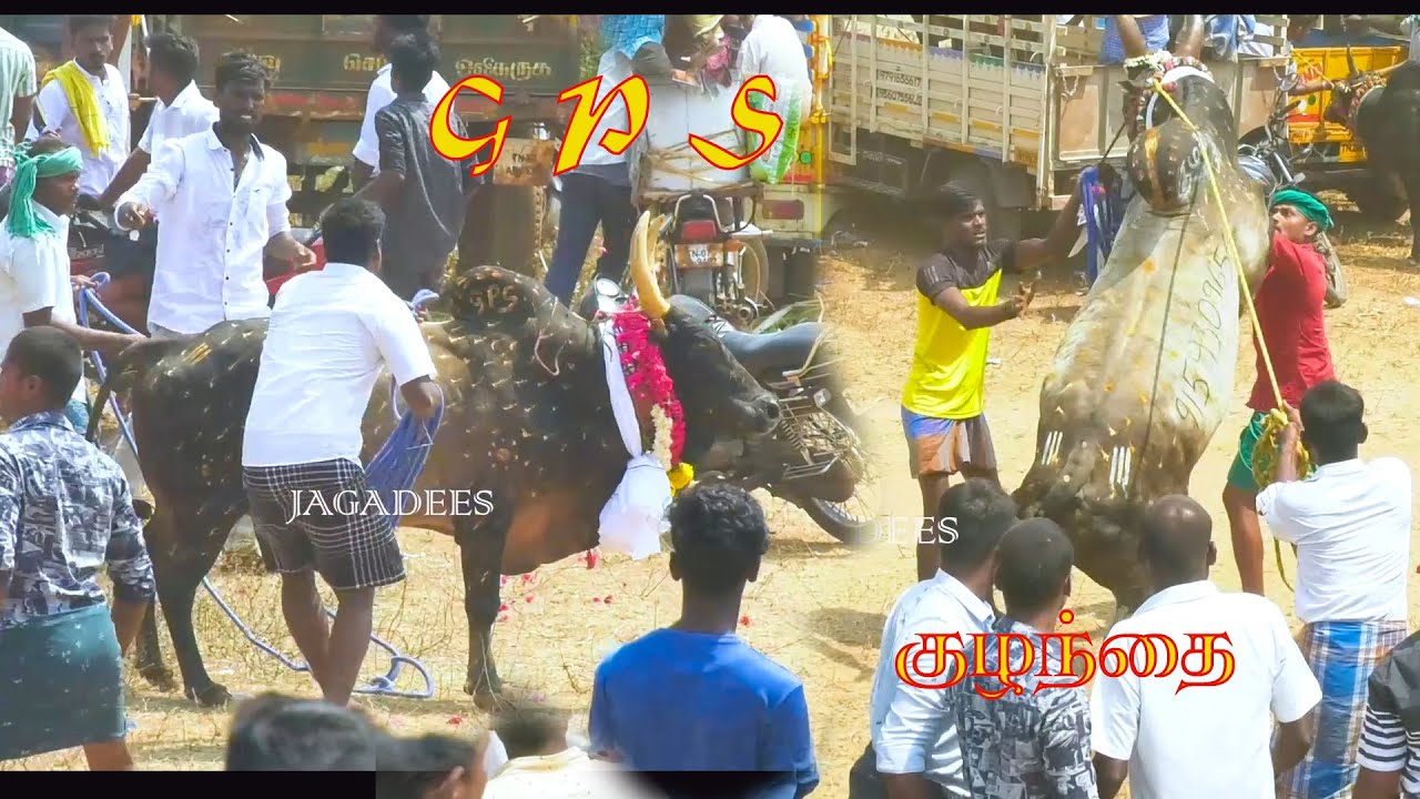 வெள்ளலூர_GPS_குழந்தை_காளையின்_சிறப்பான_ஆட்டம்