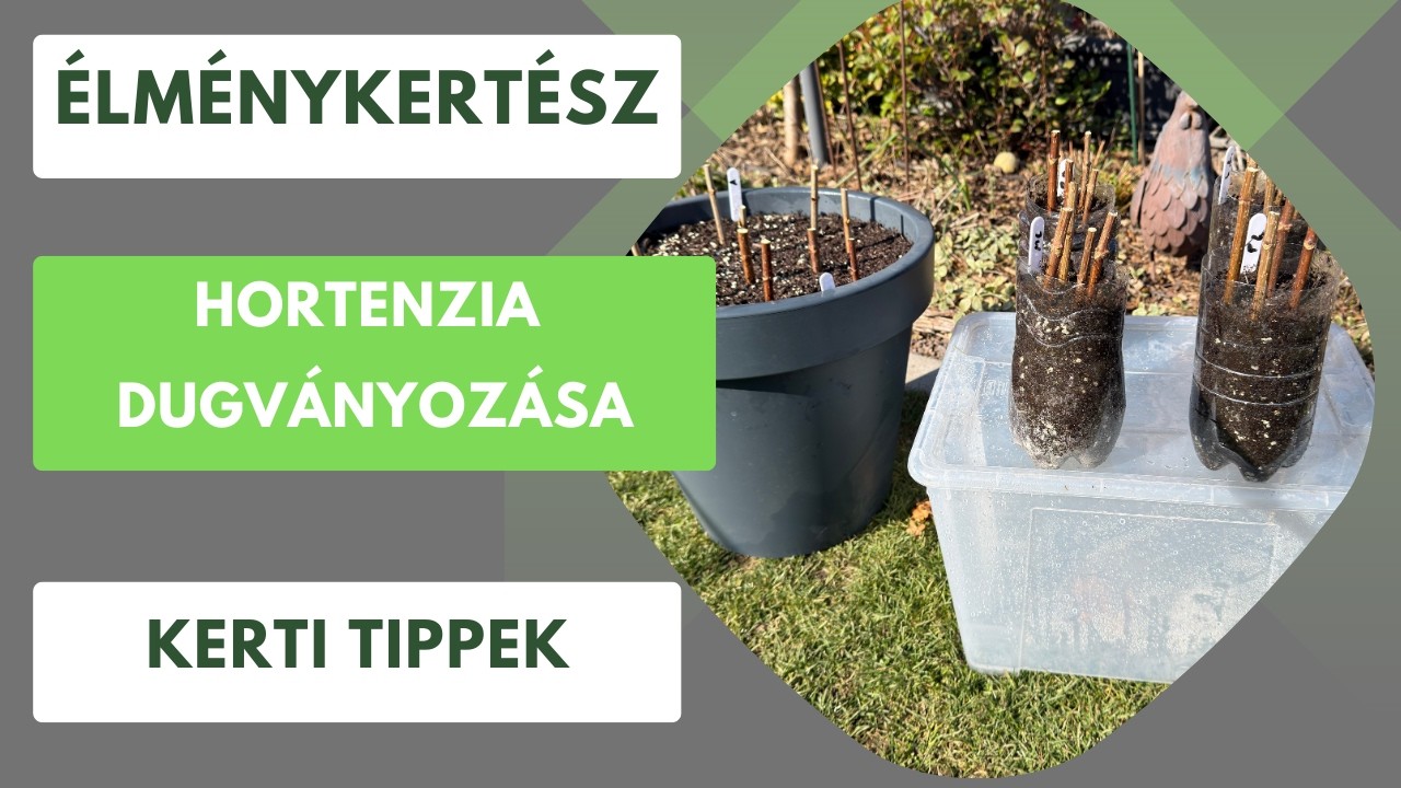 Bugás és cserjés hortenzia dugványozása egyszerűen🪴