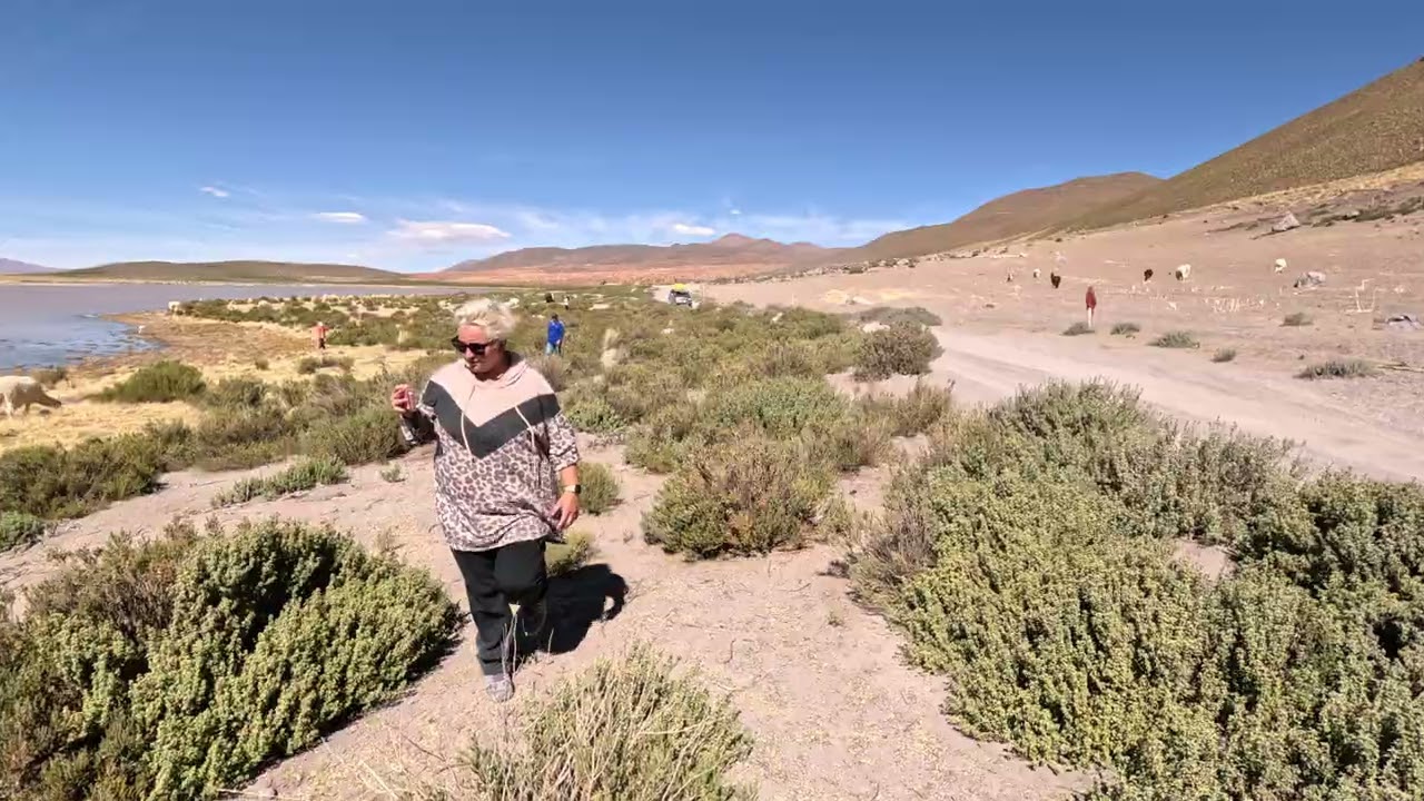 Walking with Wild Llamas