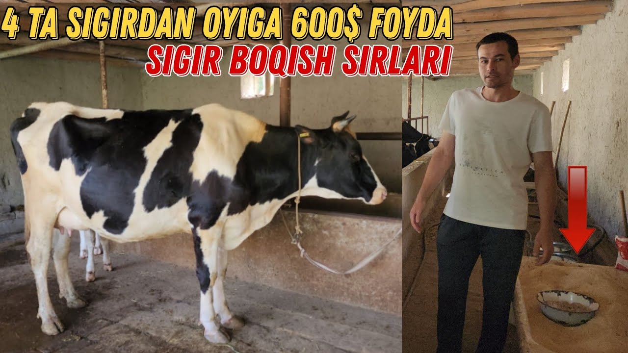 Sigir Boqish Biznesi 600$dan $1000 Gacha Foyda Oyiga  Uzoq Kutilgan Video