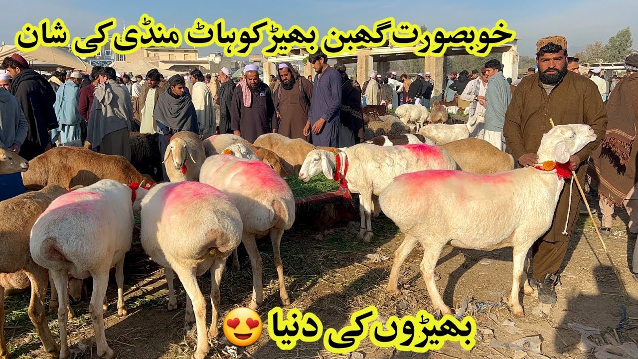 Kohat Biggest Dumba Mandi- Pakistan Mandyon ki Shan Kohat Bheron Ki Mandi December 28, 2025