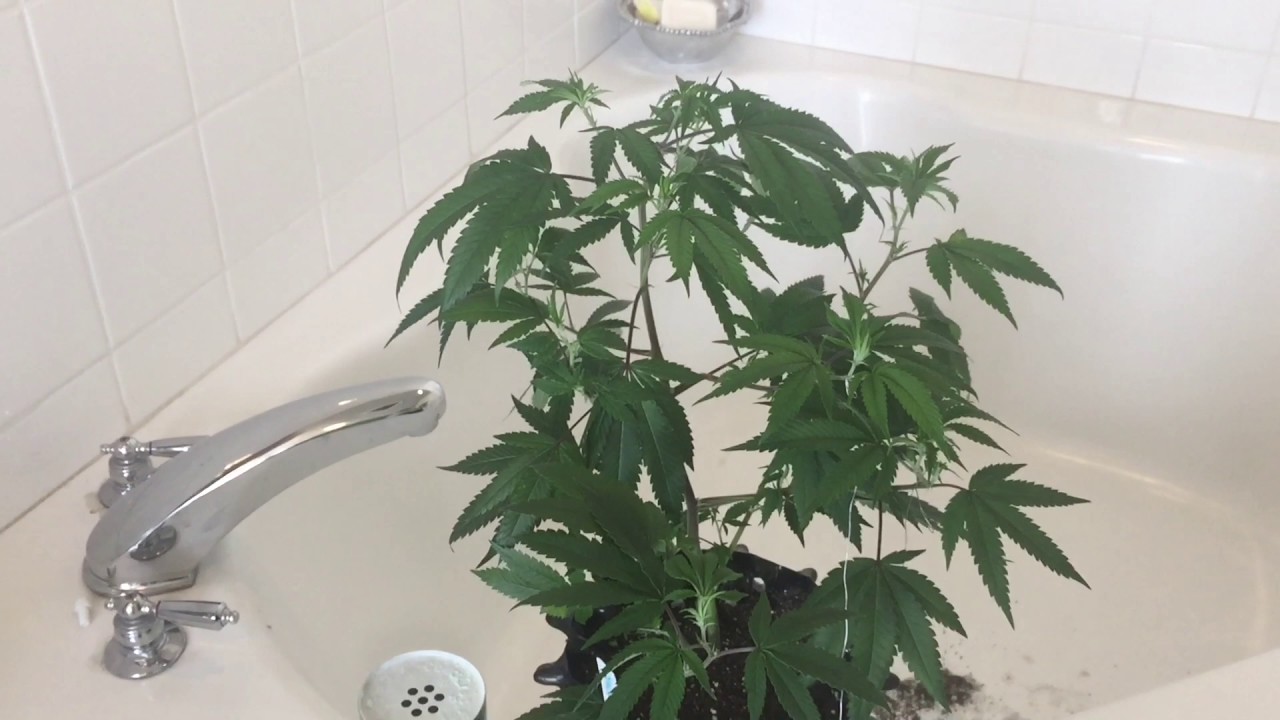 Sherbet Indoor Grow - Purple City Genetics Clone aka PCG