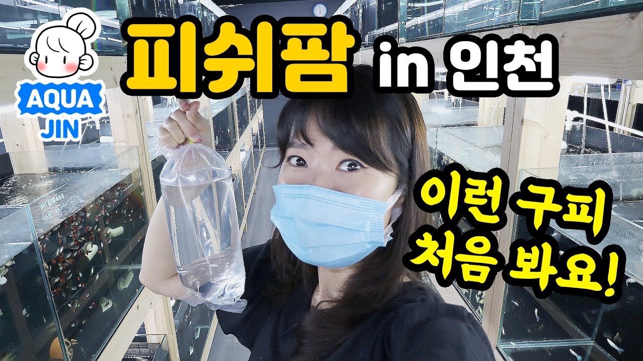 구피 전문 수족관 샵 피쉬팜 방문 했어요! 고정 구피 22종 중 처음 보는 아름다운 구피도 있어요! 새 물고기도 봉달했답니다!