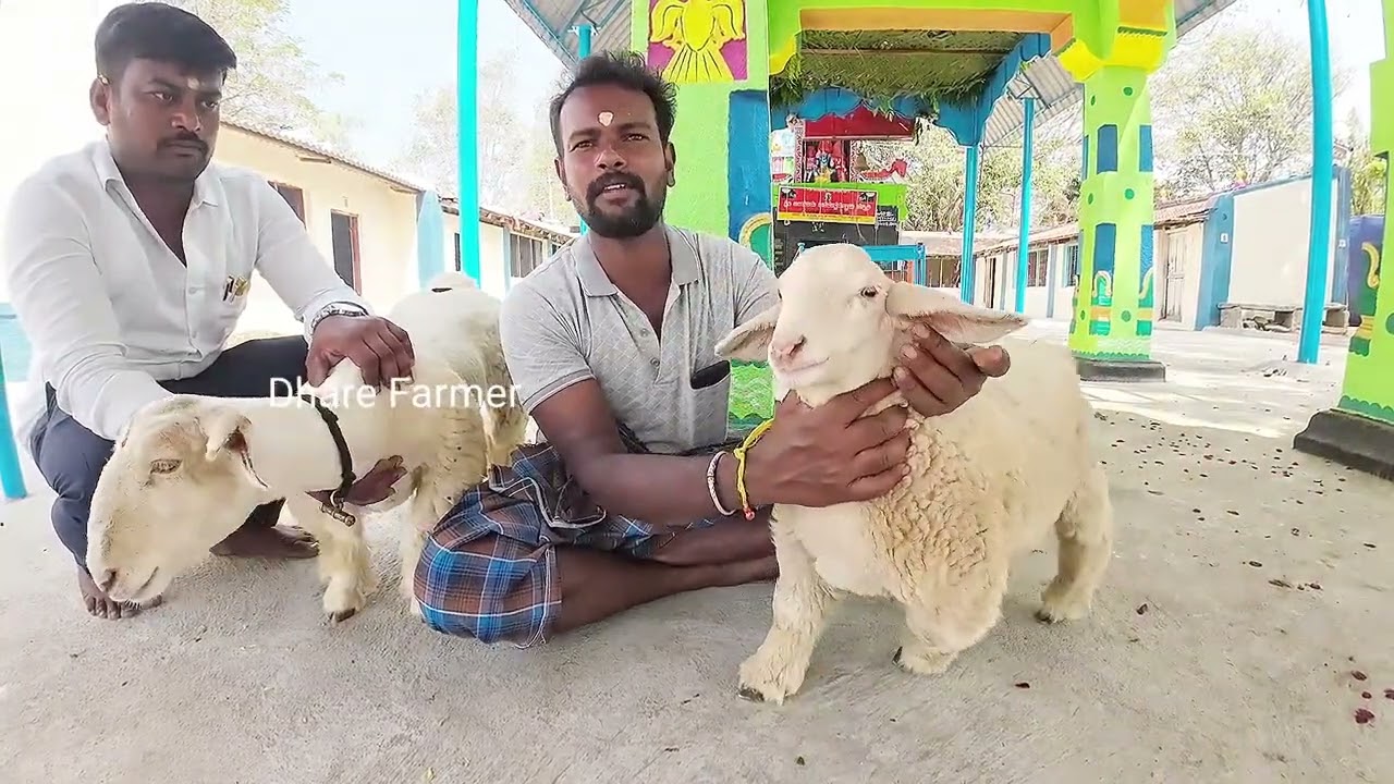 ಬಂಡೂರು ಬಸವೇಶ್ವರ ಜಾತ್ರೆ 2024  baga 2 |Mandya sheep