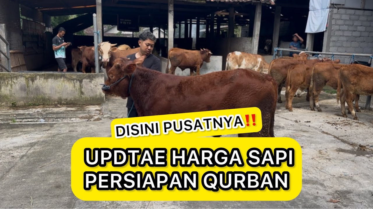 UPDATE HARGA SAPI TERBARU‼️GROSIR SAPI BERGARANSI DAN TANPA CALO ‼️ SALAM ABC ASAL BATI CULKE 