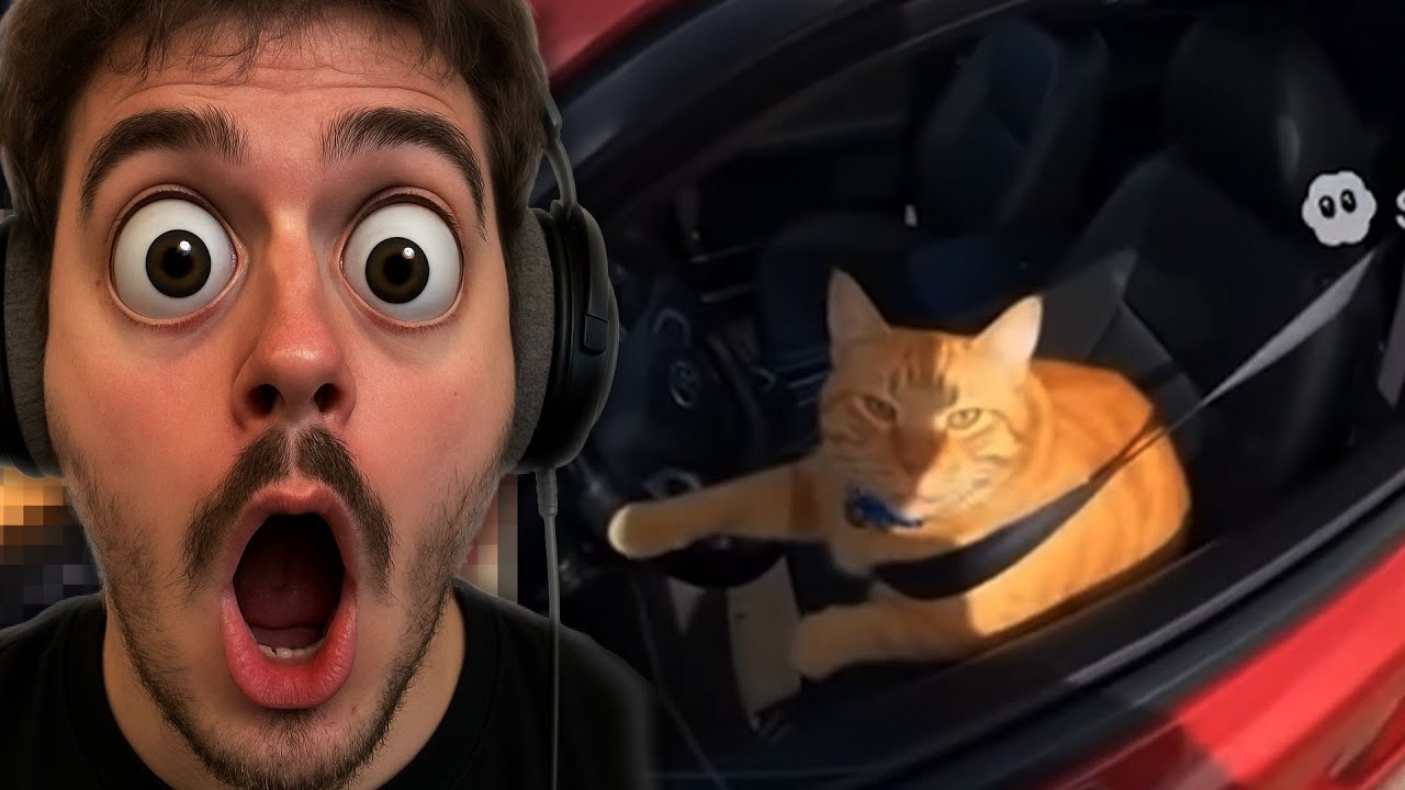 Les chats, un vrai danger sur la route 🐱💥