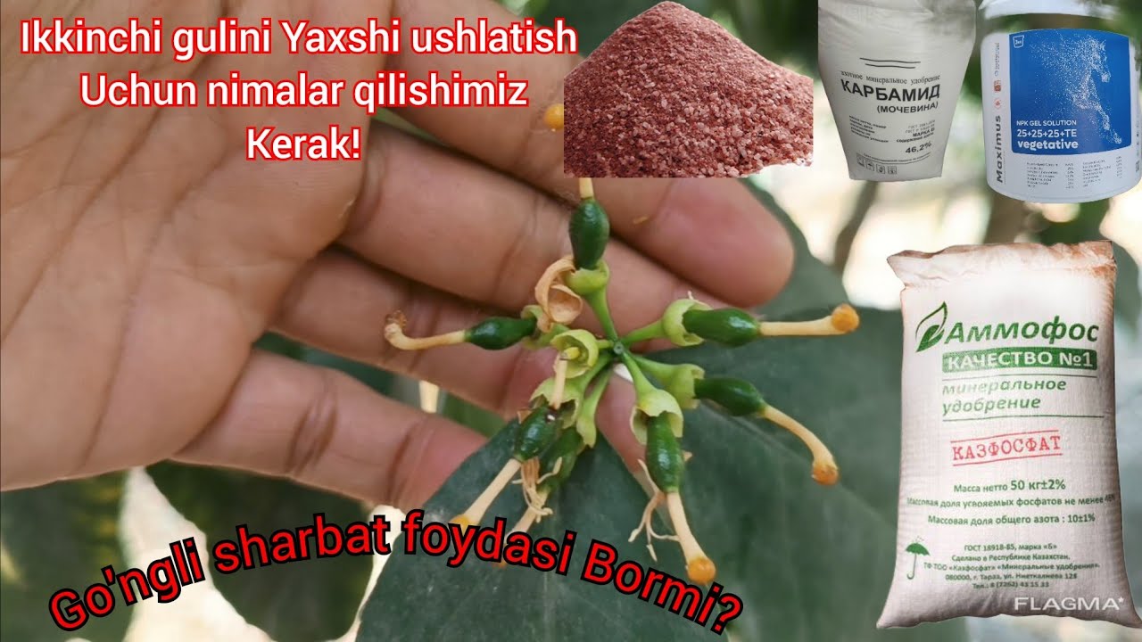 Limonni ikkinchi gulini yaxshi ushlatish uchun nimalar qilishimiz kerak? Go'ngli sharbat foydalimi??