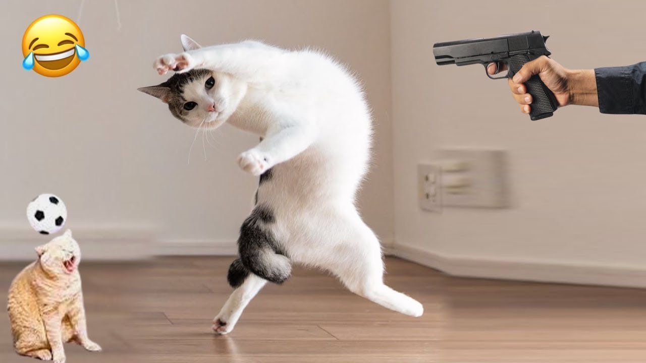 Collection of funny videos of naughty and dramatic dogs and cats😂😂