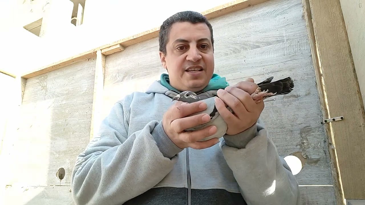 طيرة مزاد يوم الاثنين 22-2-2025