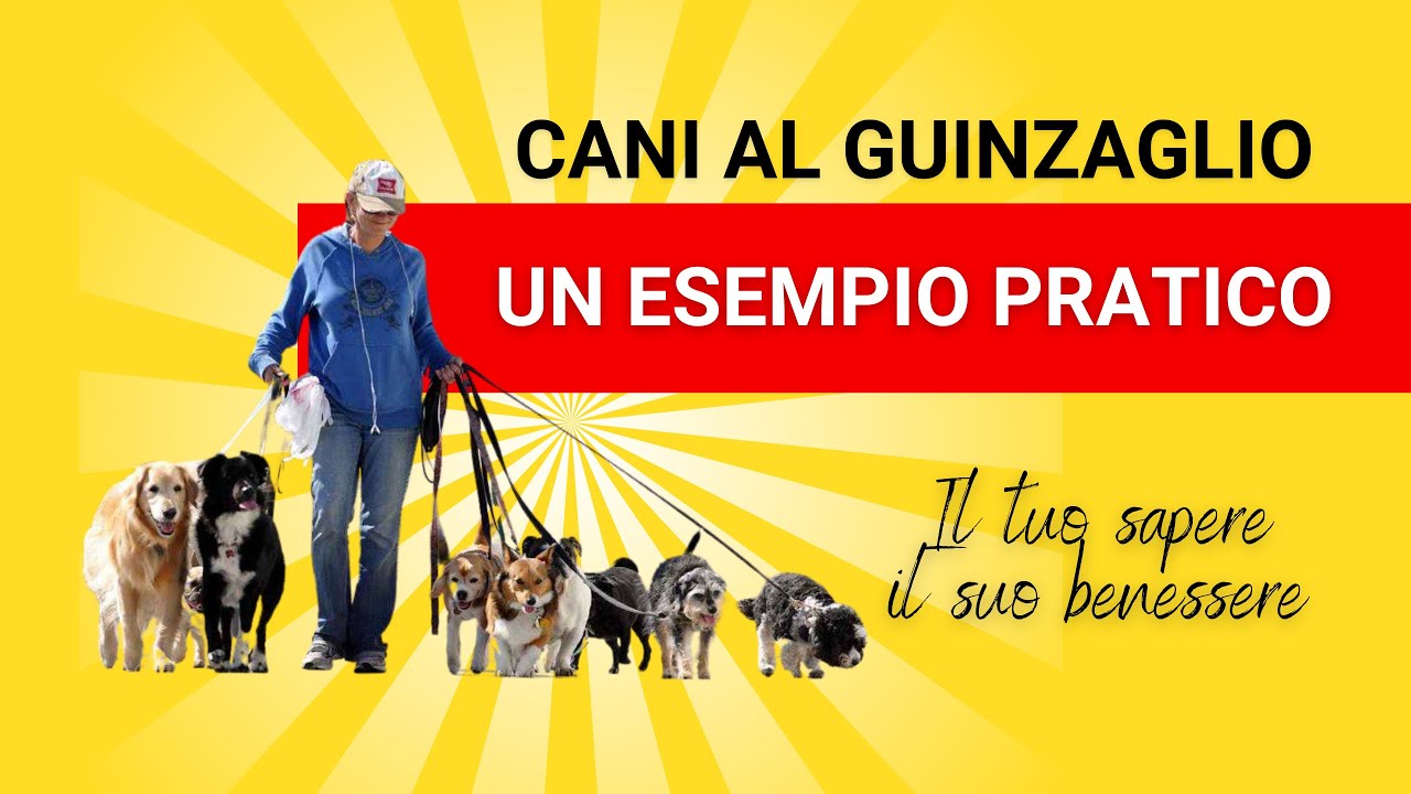 Cani al guinzaglio, incontri imprevisti