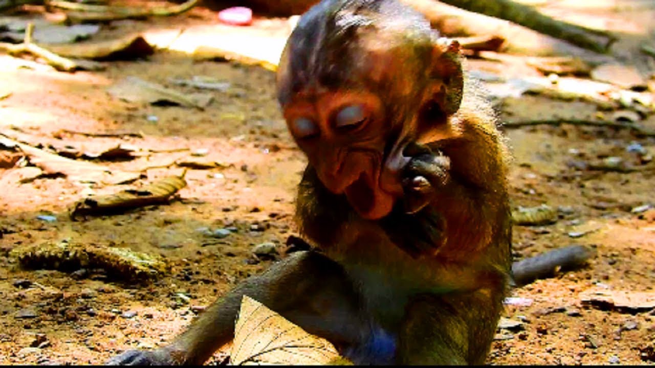 Oh my god ! Lori stuck lotus on mouth , It make baby very difficult catch out