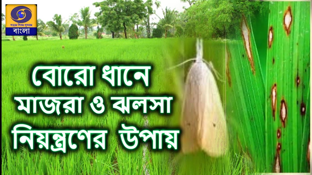 বোরো ধানে মাজরা ও ঝলসা  নিয়ন্ত্রণের উপায়  | KRISHI DARSHAN | @DDBanglaTV #ddbangla
