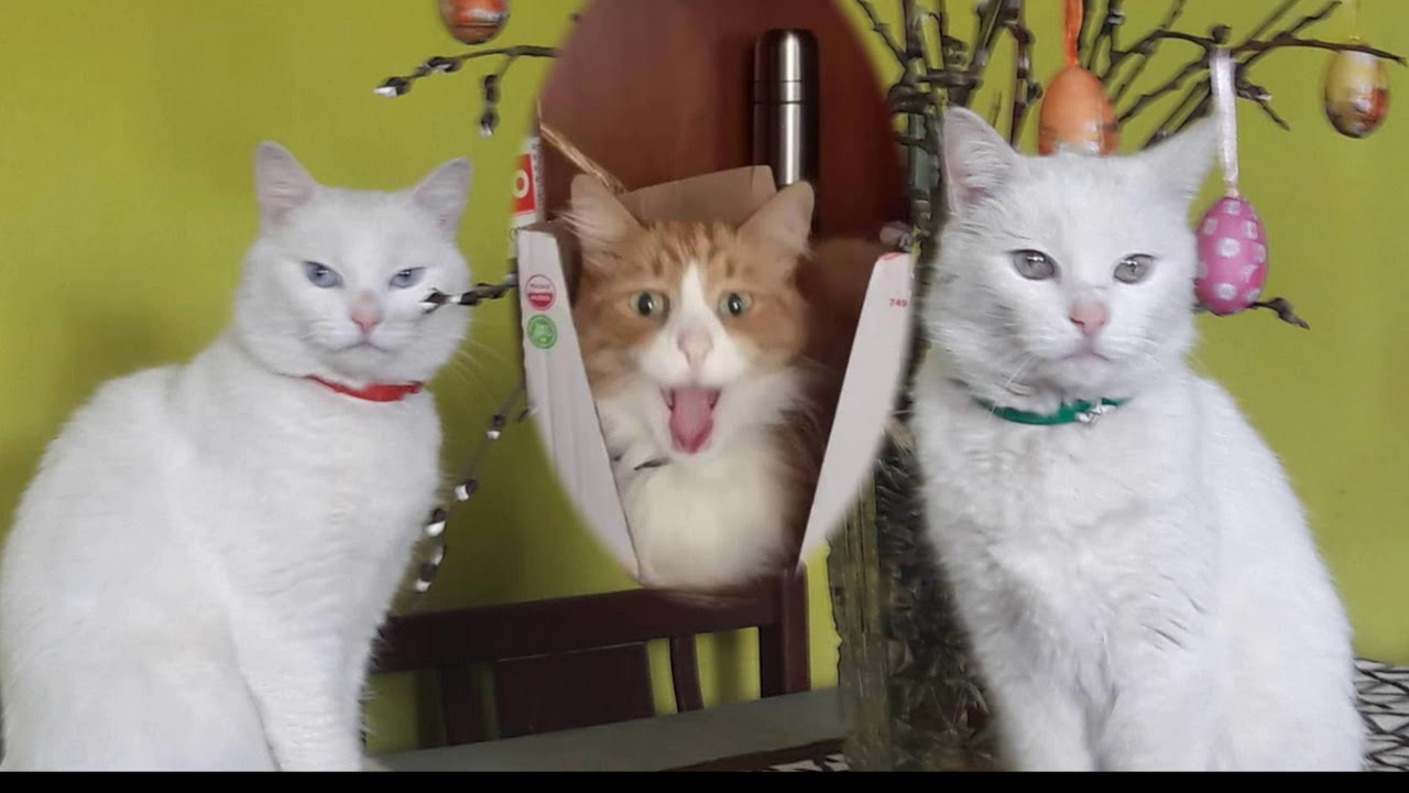 😹 Idzie kot -piosenka o kocie 😹 Nasze kotki