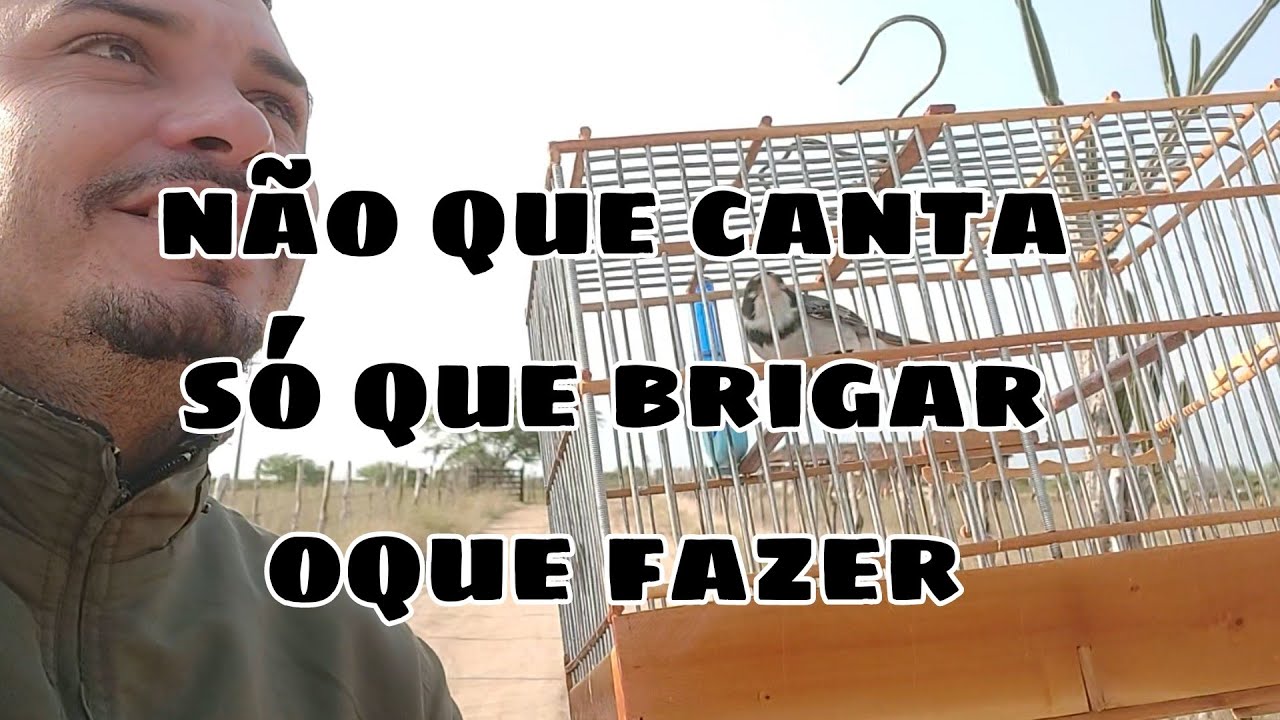 meu golinha tem muita ordem e não canta na campeada oque fazer