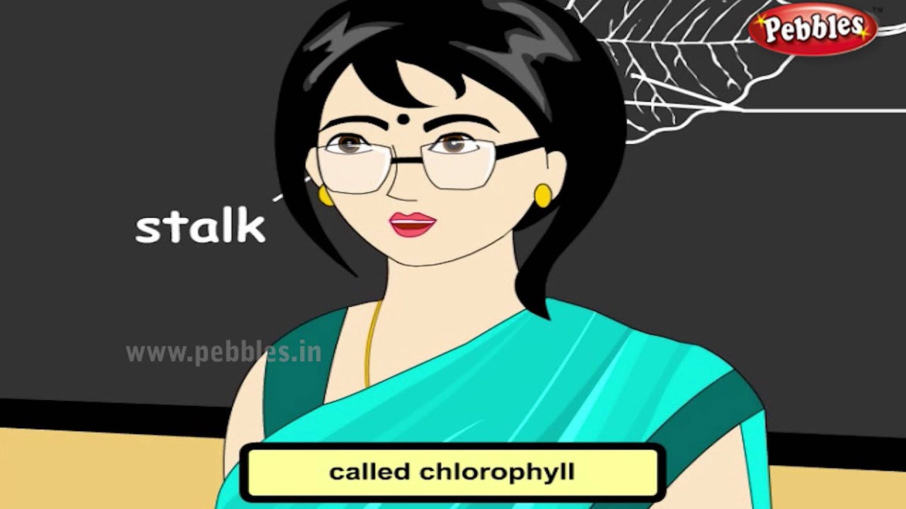 Science For Class 3 : Plant Life | Science Videos For Kids | Science Projects
