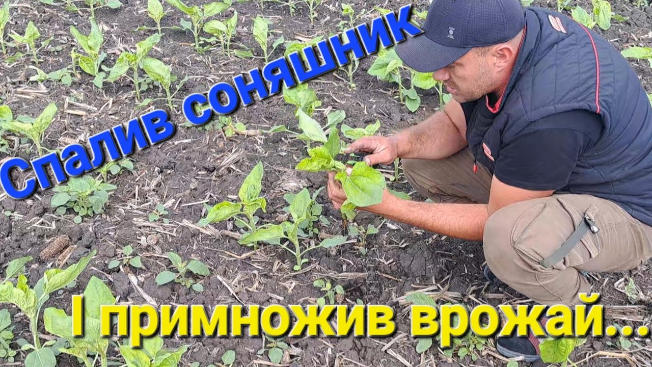 Спалив соняшник результат потенціал на 3+т/га(по гранстару єврік) @AgroBAH #агро# Sengenta(C)