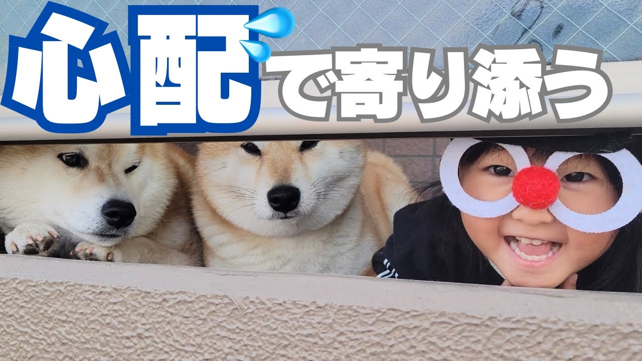 外から戻って来ない兄柴犬のところに、心配して寄り添う姉妹たち
