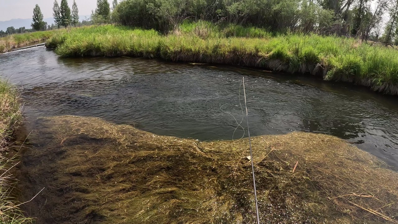 Grass Hopper Fishing a Creek in Montana