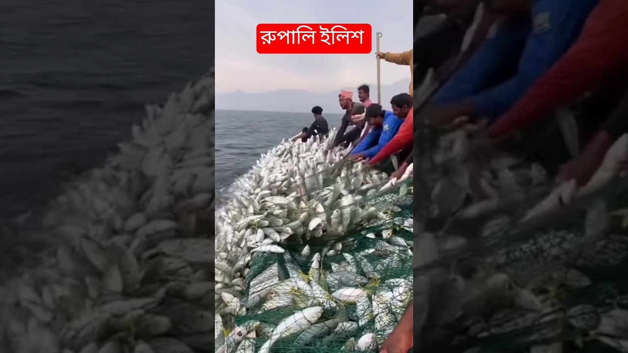 রুপালি ইলিশ মাছ 🐟। #ilish #fish #fishing #trending #viral #river