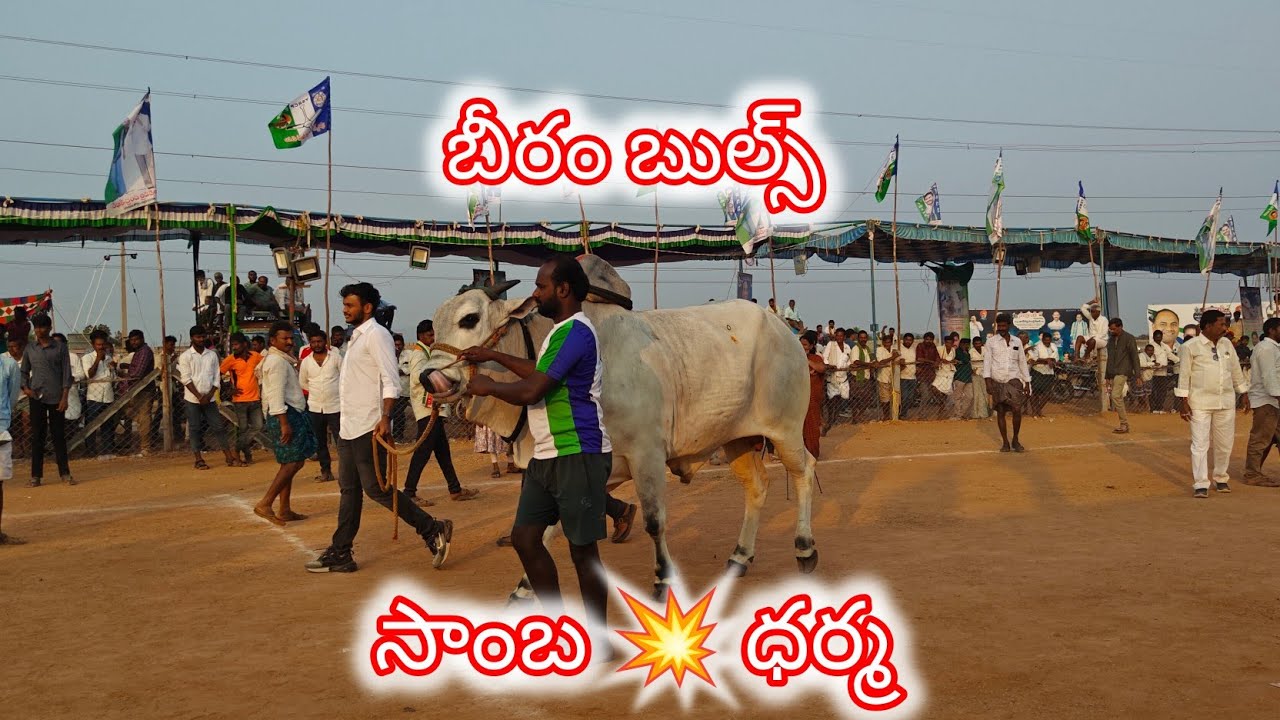 అన్నంబొట్లువారిపాలెం సీనియర్స్ 2వ బీరం. బుల్స్( సాంబా 💥 ధర్మ ) S. కొత్తూరు గ్రామం నంద్యాల జిల్లా