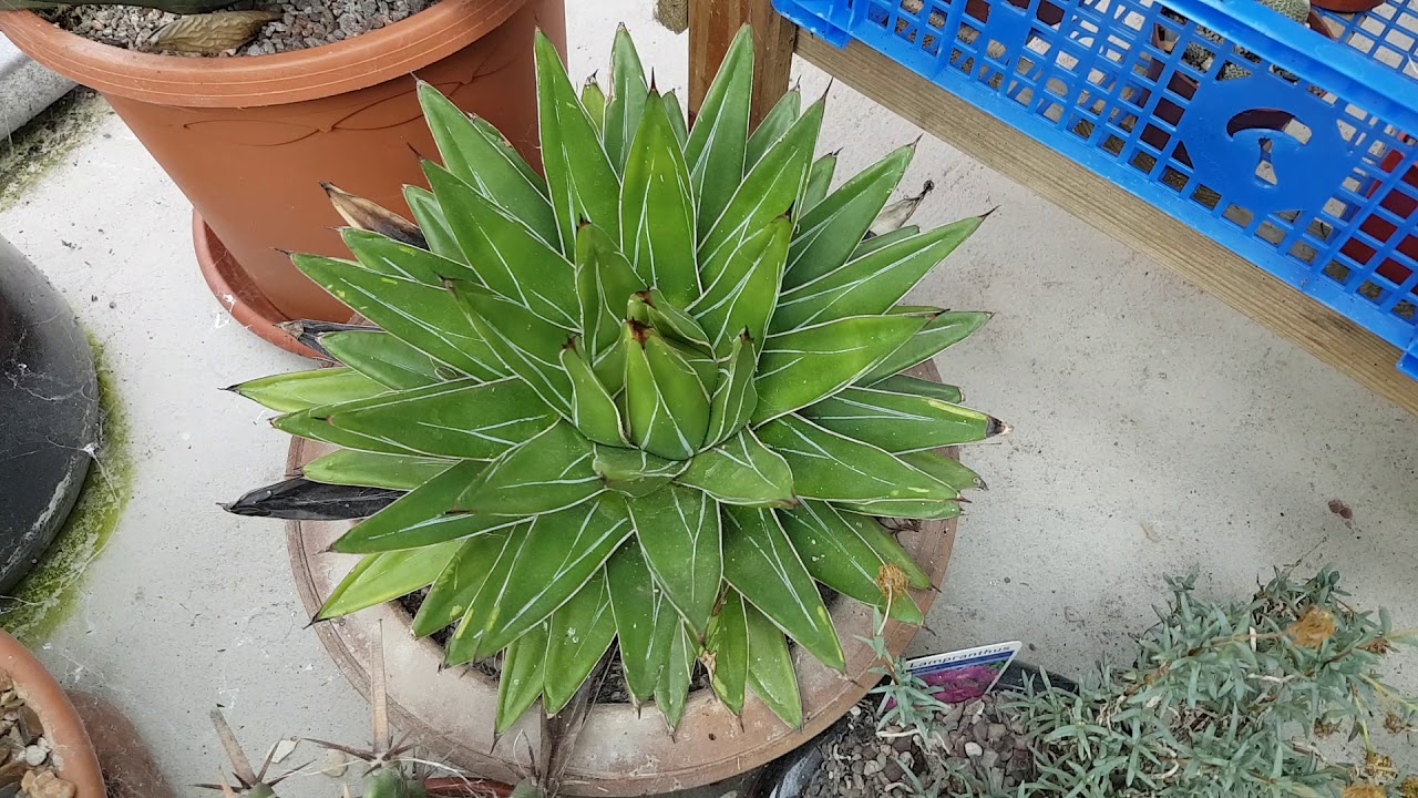 Care and cultivation and growth rates of Agave victoriae reginae.