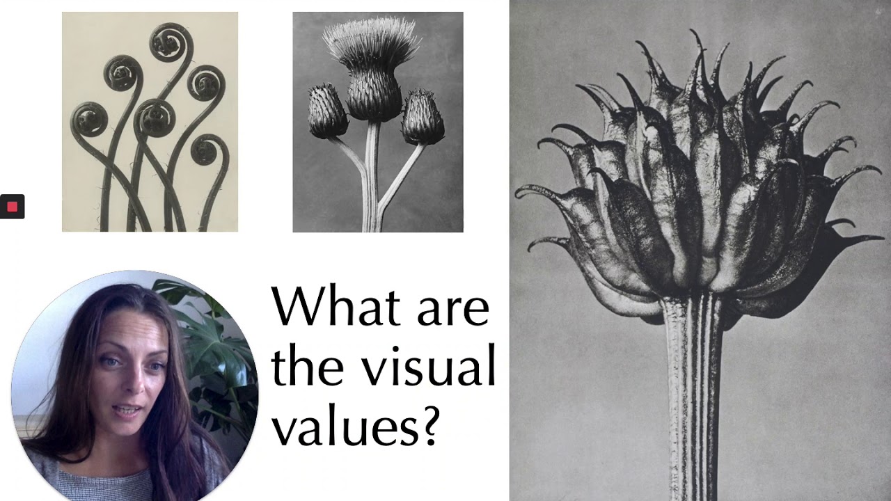 Photography  A Sense of Place, Nature, Karl Blossfeldt