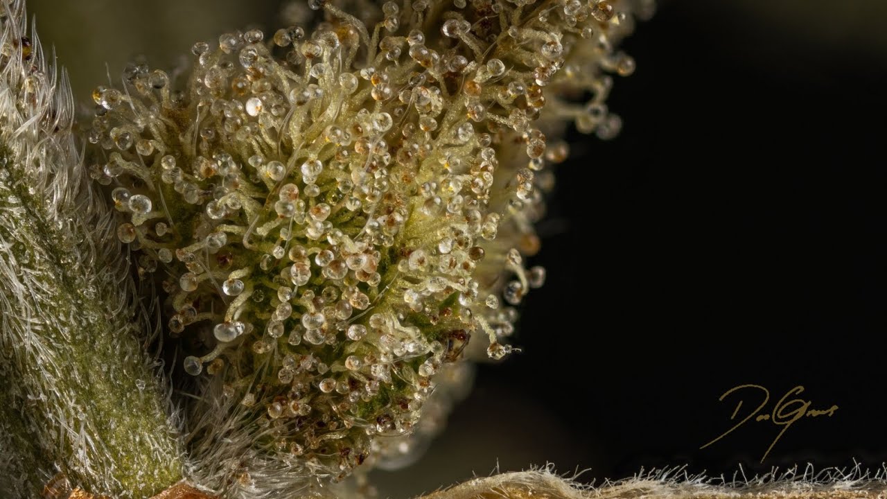 Blue Raspberry Truffle by Irie Genetics Seed To Harvest