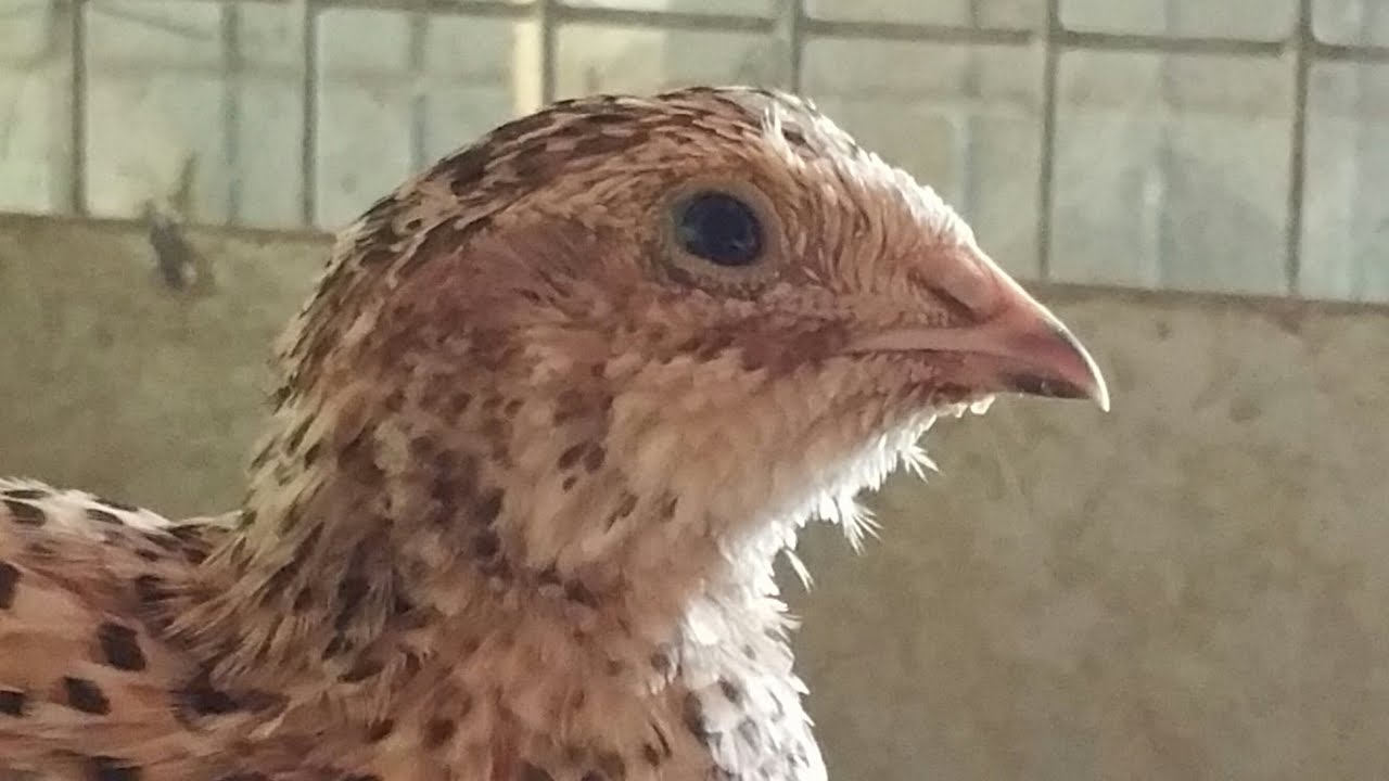 Quail Sand Bath