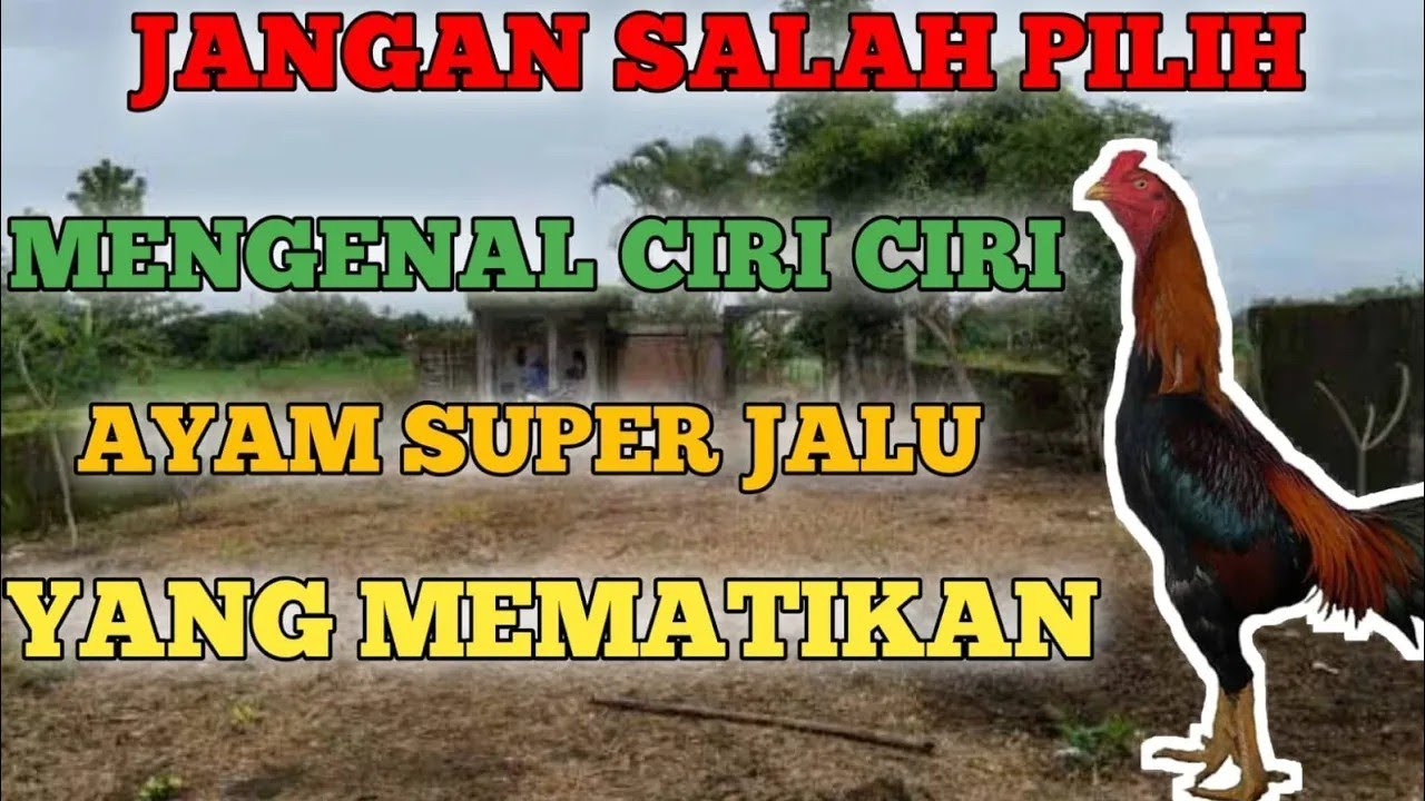 jangan salah pilih inilah ciri-ciri ayam super jalu yang mematikan #pecintaayam #ayambangkoksuper