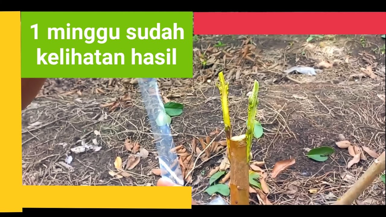 CARA OKULASI/TOP WORKING JAMBU KRISTAL