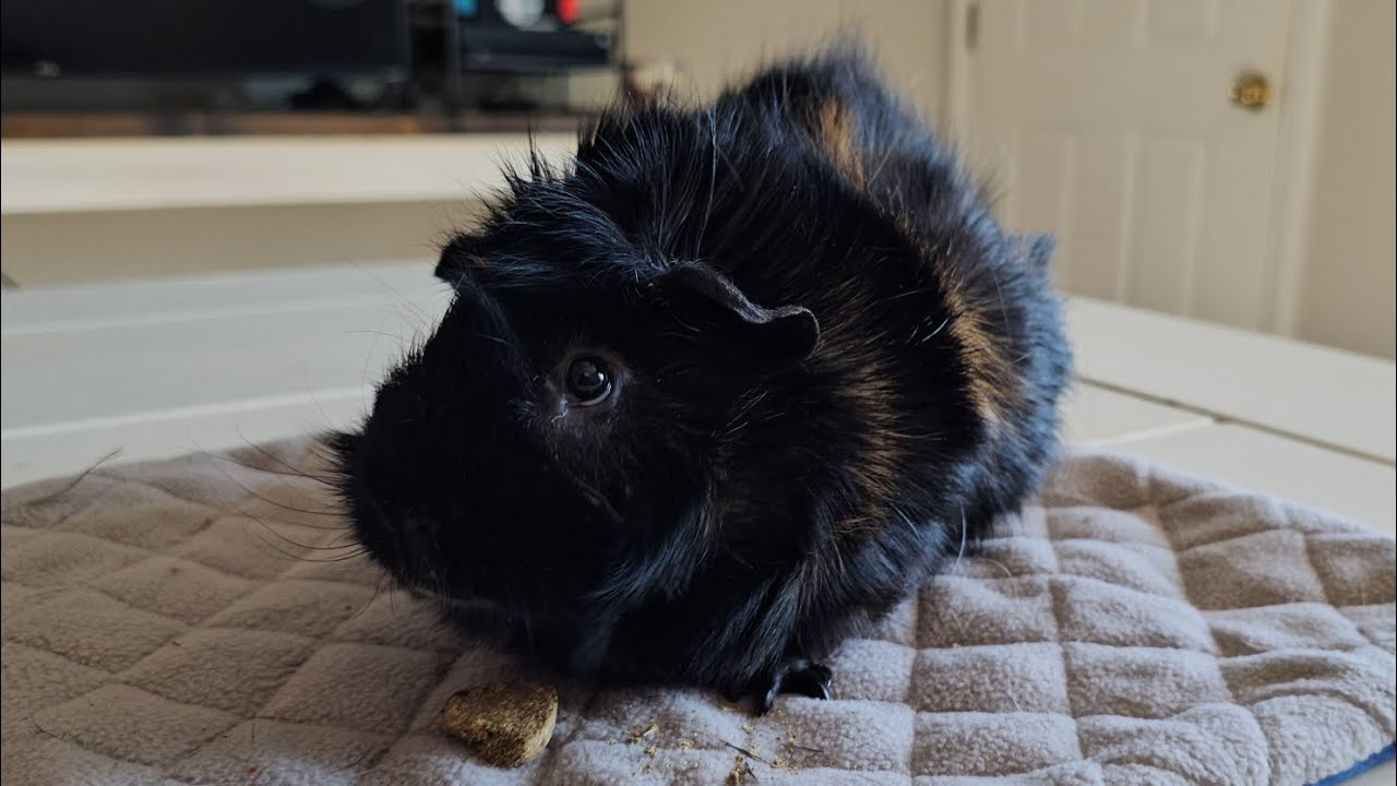 the poop machine 