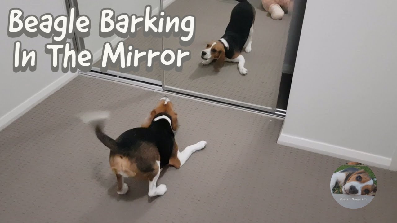 Beagle Dog in the Mirror - He thinks there is another dog barking at him...