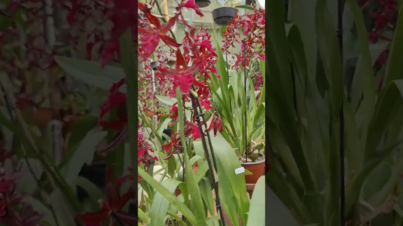 Orchidégartneriet in Denmark