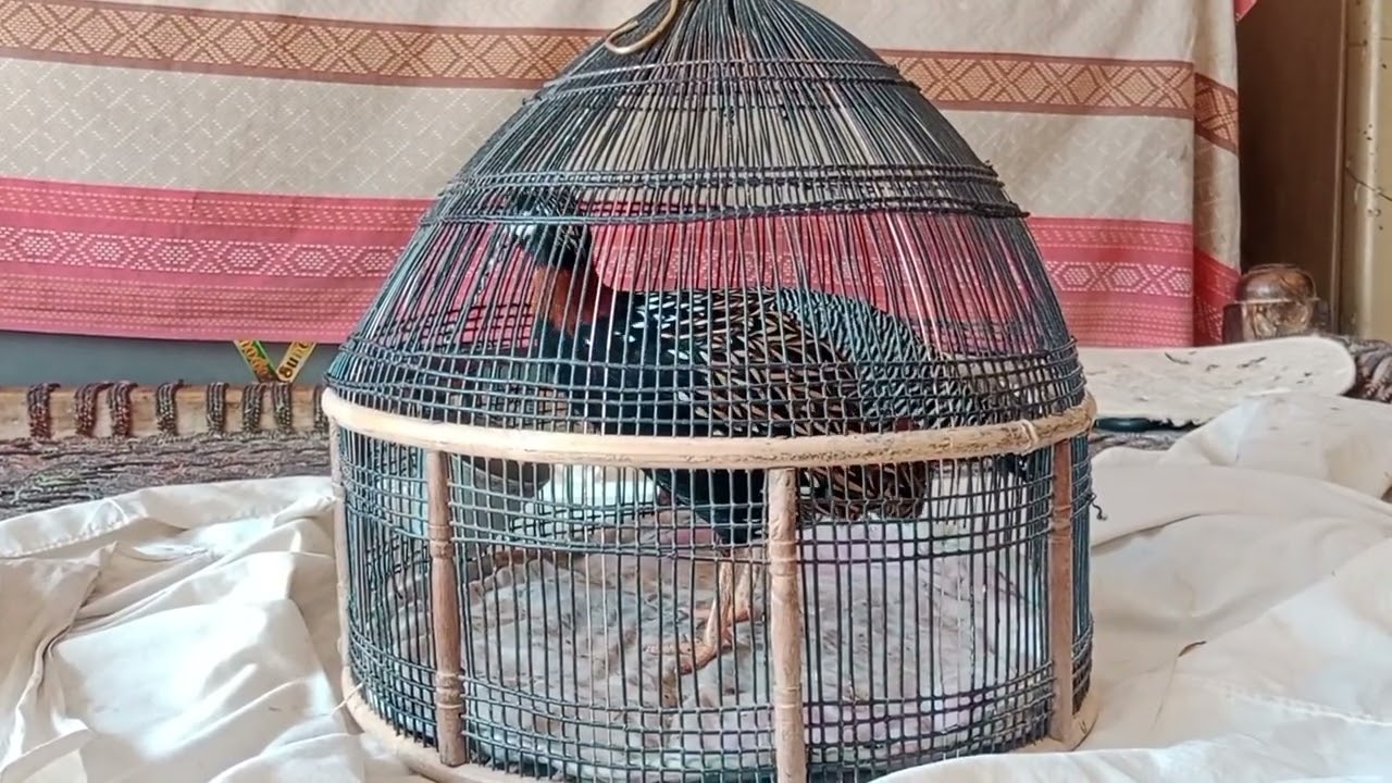 Kala Teetar ka Mast Teetar ghr p bulari krta Howa
