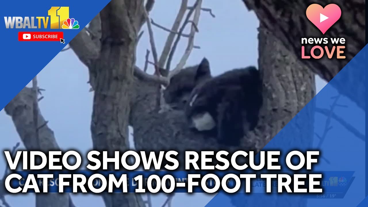 Video shows rescue of cat from 100-foot-tall tree