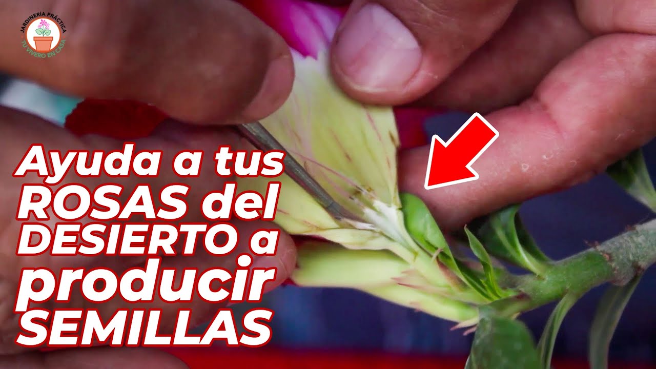 Como HACER para que las ROSAS del DESIERTO den SEMILLAS - Método SENCILLO 🍀