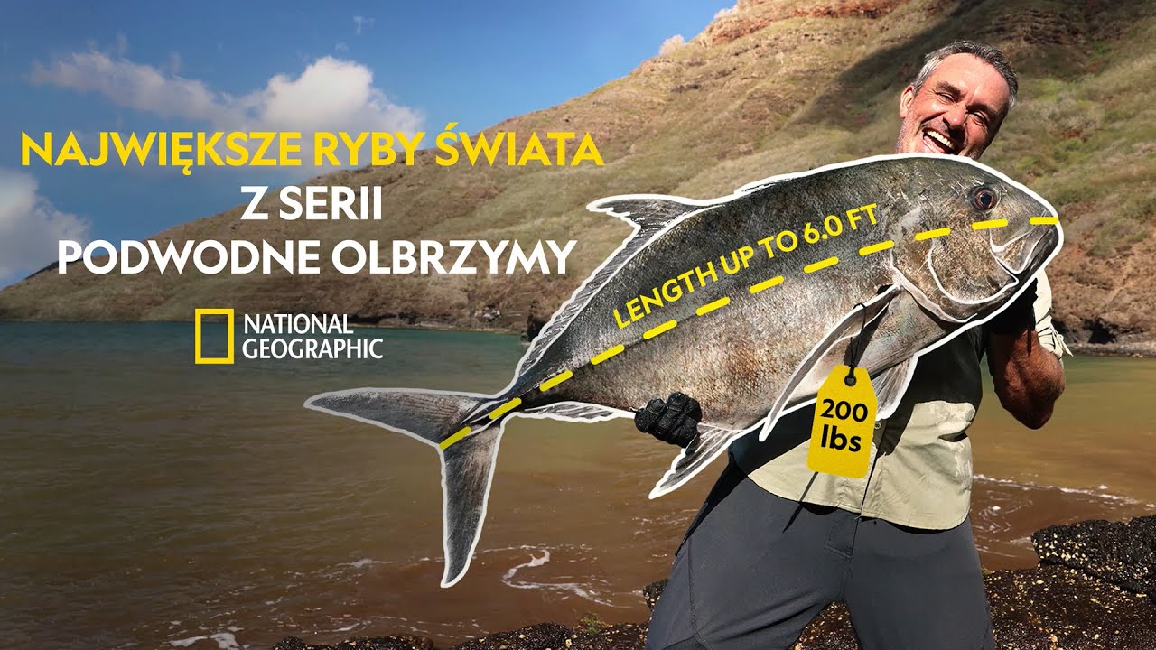Zobacz największe ryby na świecie! | Podwodne olbrzymy