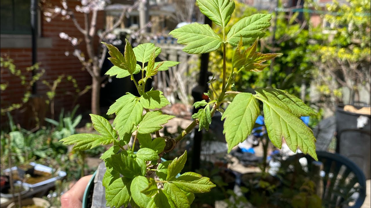 1 Year of Field Maple #3 - Two Repots and a Few Big Chops - April 2024 to April 2025
