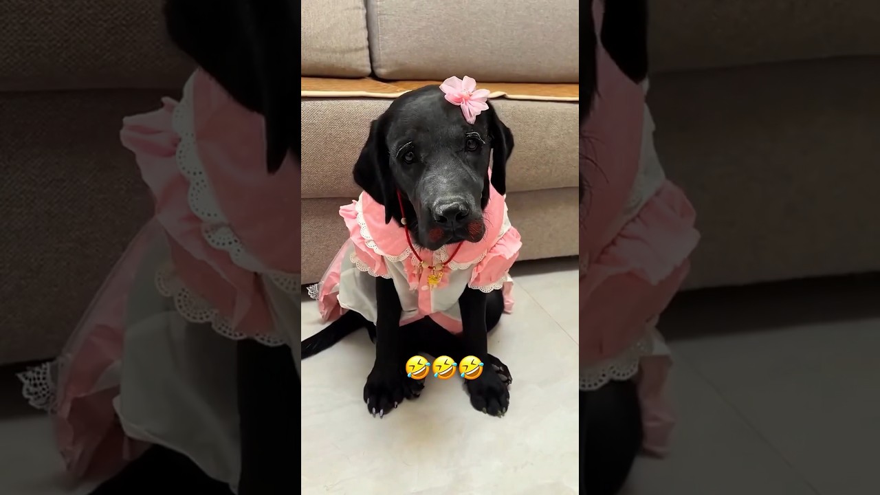 He Makeover His Cutest Dog #shortsvideo