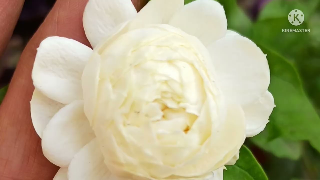 JASMINE VARIETIES