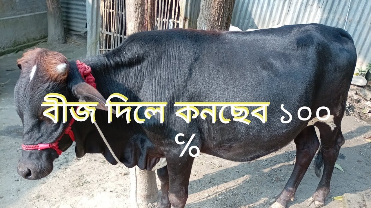 গাভী পালন। গাভী করছিল। সঠিক ভাবে হিট আসা। বকনা হিট আসা। গাভী সাইলেন্ট হিট আসা বোঝা র উপায়। 