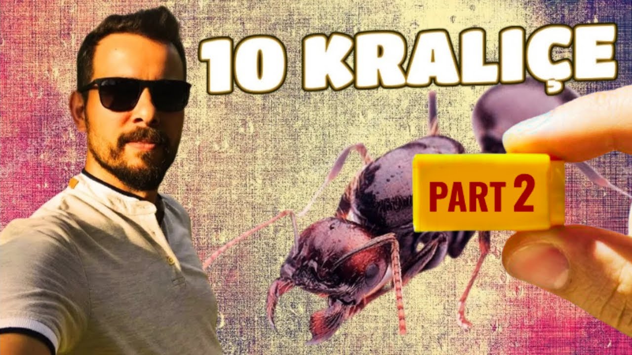 On Kraliçe, Bir Test Tüpü / Dev Messor Ordusu Kuruyoruz Part 2
