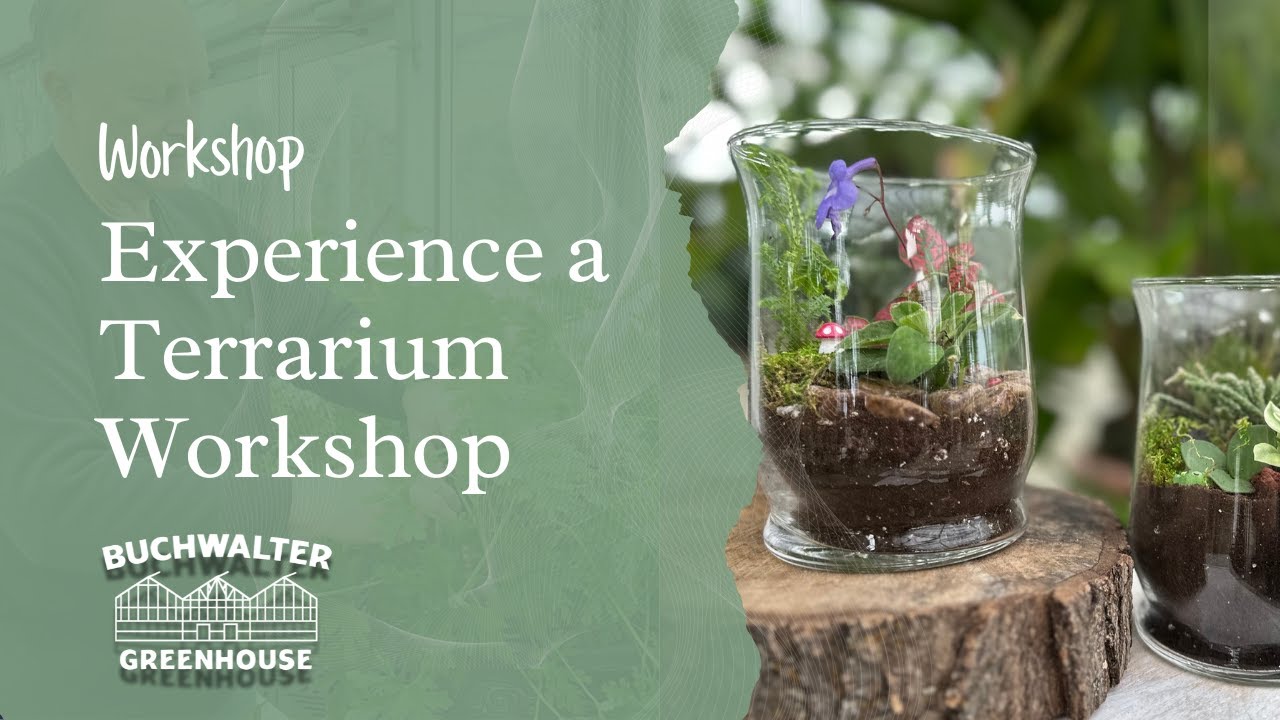 All You Need to Know About Terrariums | Experience a Terrarium Workshop at Buchwalter Greenhouse